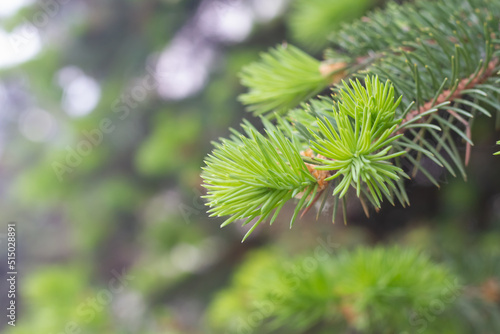 Fresh branches of spruce with delicate green needles. Spring. Spring background