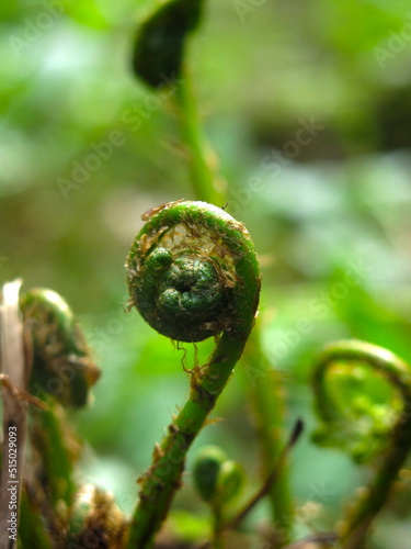 a young sprout of a forest fern (Polypodiophyta) in the form of a hook - the oldest plant on Earth