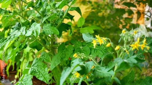 Cherry tomatoes on the balcony - panning across various bushes from flowering to freshly ripened tomatoes