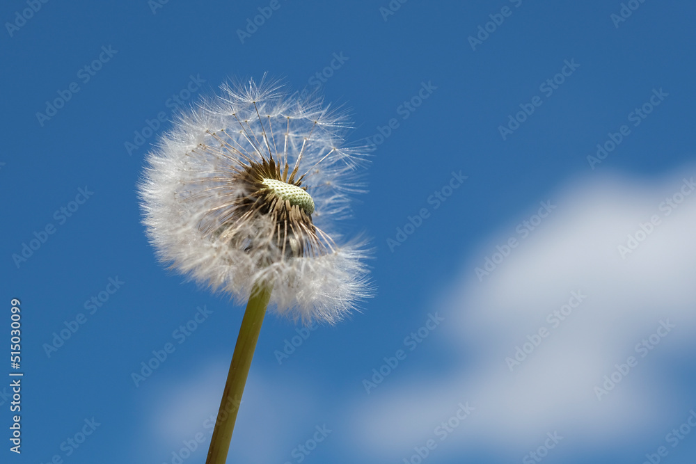 Löwenzahn Pusteblume
