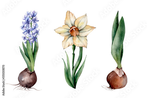 Hand Drawn Watercolor Spring Flower Illustration isolated on White Background. Watercolour Yellow Daffodil, Blue Hyacinth Bulbs and Flowers Cliparts. Spring Florals Sublimations