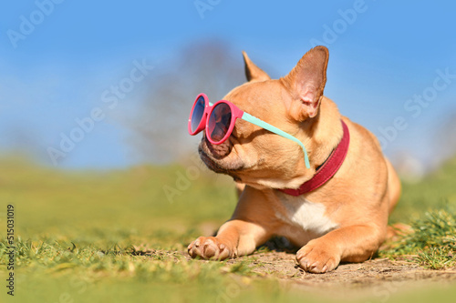 Fototapeta Naklejka Na Ścianę i Meble -  Cool French Bulldog dog wearing pink sunglasses in summer on hot day with copy space
