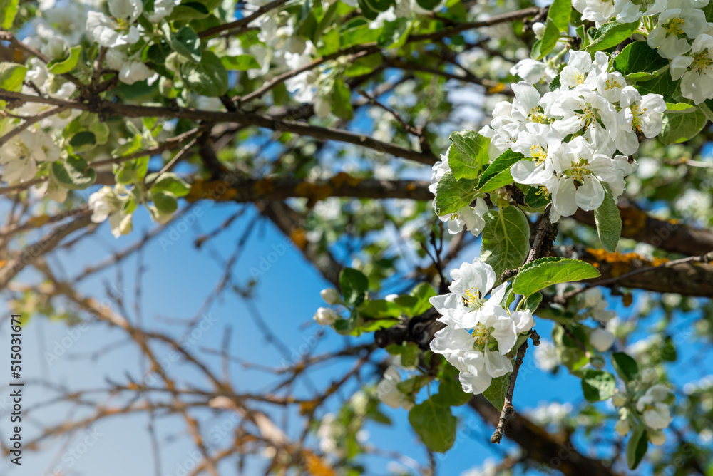 A sprig of a blooming apple tree. A sprig of a blooming apple tree.