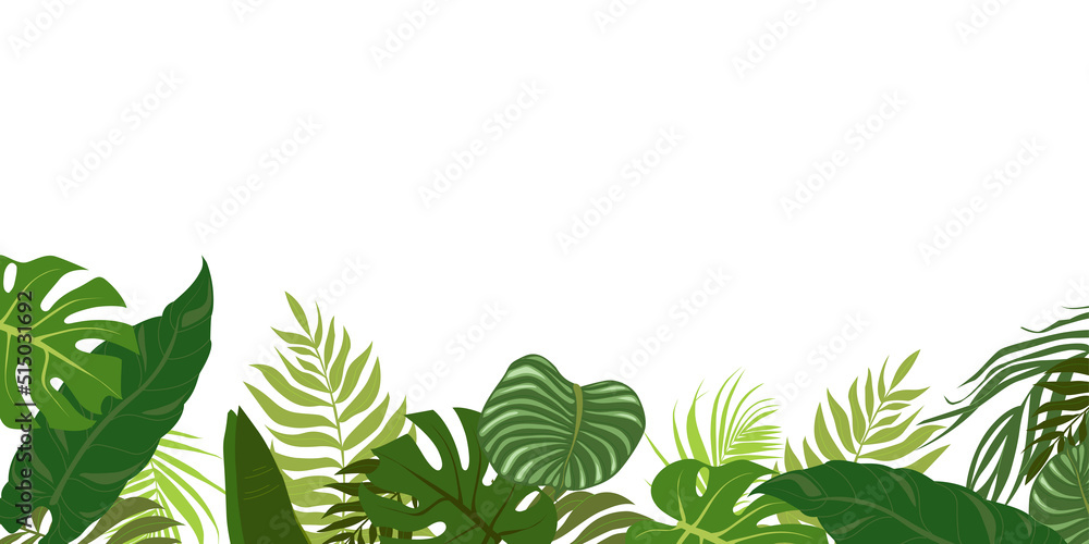 Obraz premium Horizontal background with green leaves of tropical palm tree, banana and monstera. Elegant backdrop decorated with foliage of exotic jungle plants. Natural border. Vector illustration.