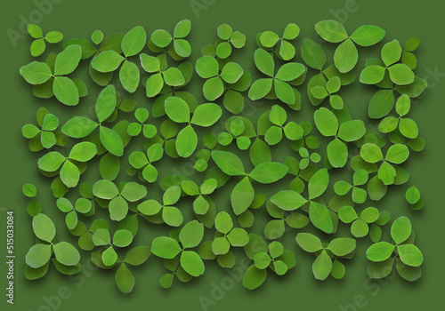 Floral background with border of clover leaves isolated on green for ecology concept design with herbal plants.