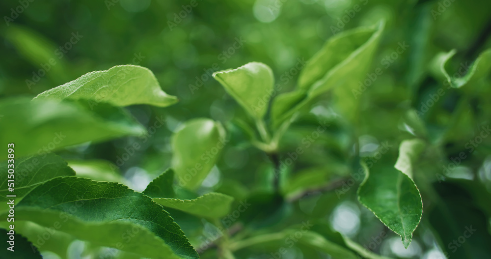 Obraz premium Spring green leaves. Nature park. Environment harmony. Macro of fresh apple trees foliage on bokeh light blur forest texture background.