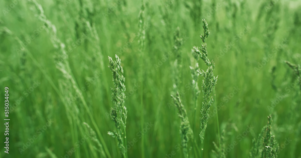 Green meadow grass. Summer nature. Rural steppe plant. Annual bluegrass poa golden bokeh light on defocused countryside background. Green meadow grass. Summer nature. Rural steppe plant. Annual bluegrass poa golden bokeh light on defocused countryside background.