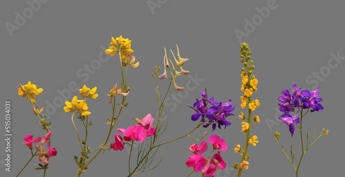 Set of meadow flowers wildflowers isolated on grey background for floral design of botanical banner with herbal plant or set blooms for decoration.