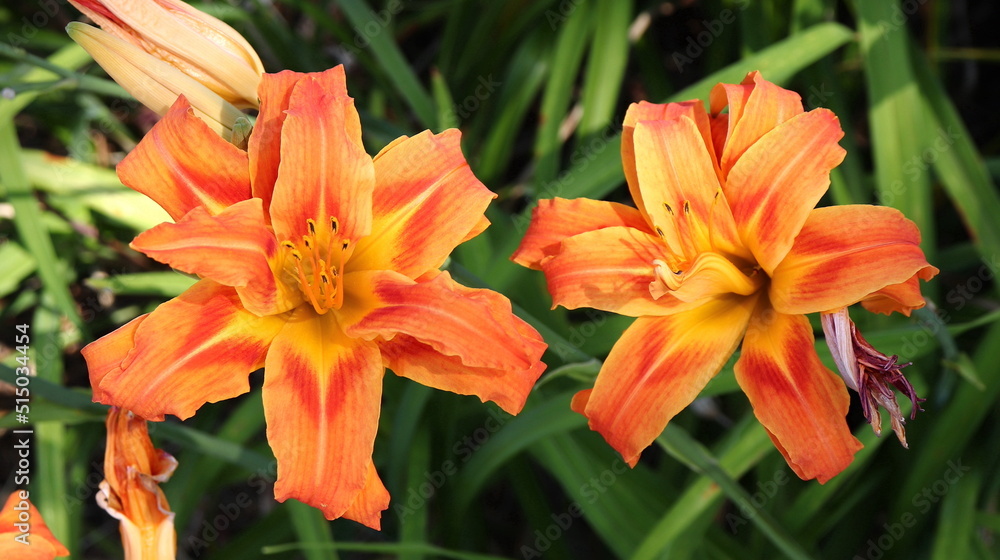 Orange and Yellow Daylily Twins Orange and Yellow Daylily Twins