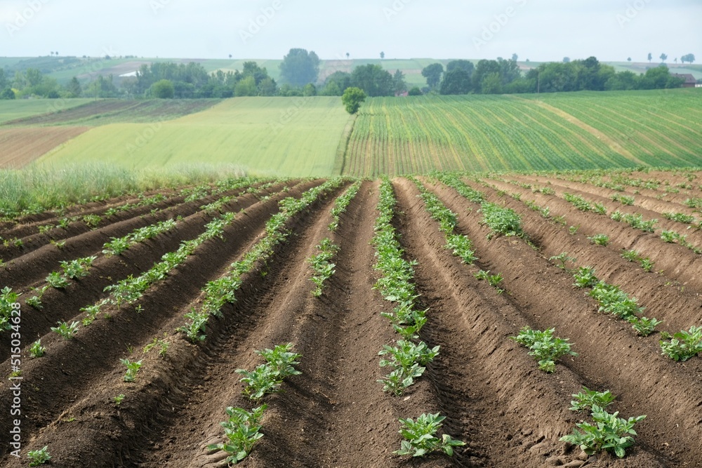 green, potato, potato field, furrows, ground, soil, agriculture, farm, nature, field, countryside, rural, landscape, plant, summer, outdoor, sky, growth, farming, land, row, season, food, blue, countr green, potato, potato field, furrows, ground, soil, agriculture, farm, nature, field, countryside, rural, landscape, plant, summer, outdoor, sky, growth, farming, land, row, season, food, blue, countr