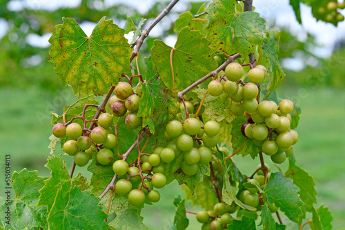 Bunches of green muscadine grapes on the vine at a wine vineyard