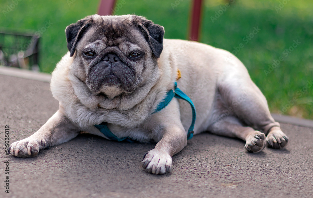 pug, an elderly dog lies on the road, park in the distance
