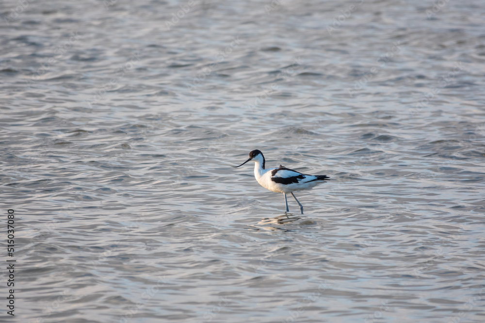 Water bird pied avocet, Recurvirostra avosetta, feeding in the lake. The pied avocet is a large black and white wader with long, upturned beak Water bird pied avocet, Recurvirostra avosetta, feeding in the lake. The pied avocet is a large black and white wader with long, upturned beak
