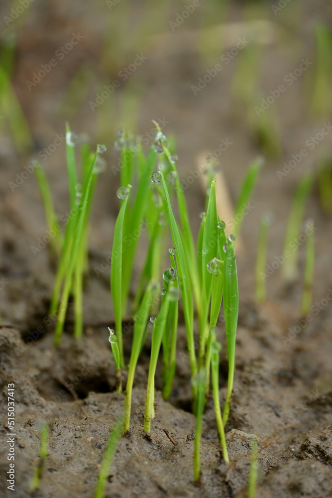 closeup the bunch green ripe paddy plant soil heap and growing in the farm with water drops soft focus natural green brown background. closeup the bunch green ripe paddy plant soil heap and growing in the farm with water drops soft focus natural green brown background.