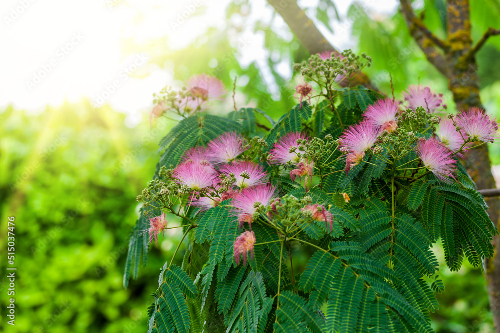 pink flowers and immature fruit. Flowering julibrissin, Persian