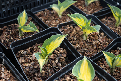 Garden center. Gardening, shop. Ornamental shrub, hosta