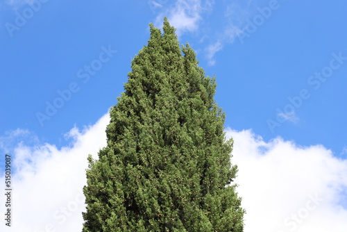 Crown of a tall tree in a city park