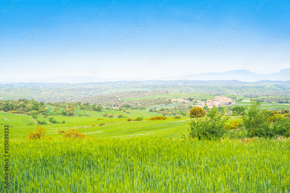 panoramic countryside view in daylight, wonderful spring landscape in mountains. grassy field and rolling hills. Rural landscape
