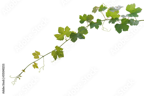Grape leaves vine plant hanging branch grapevine with tendrils isolated on white background, clipping path included..