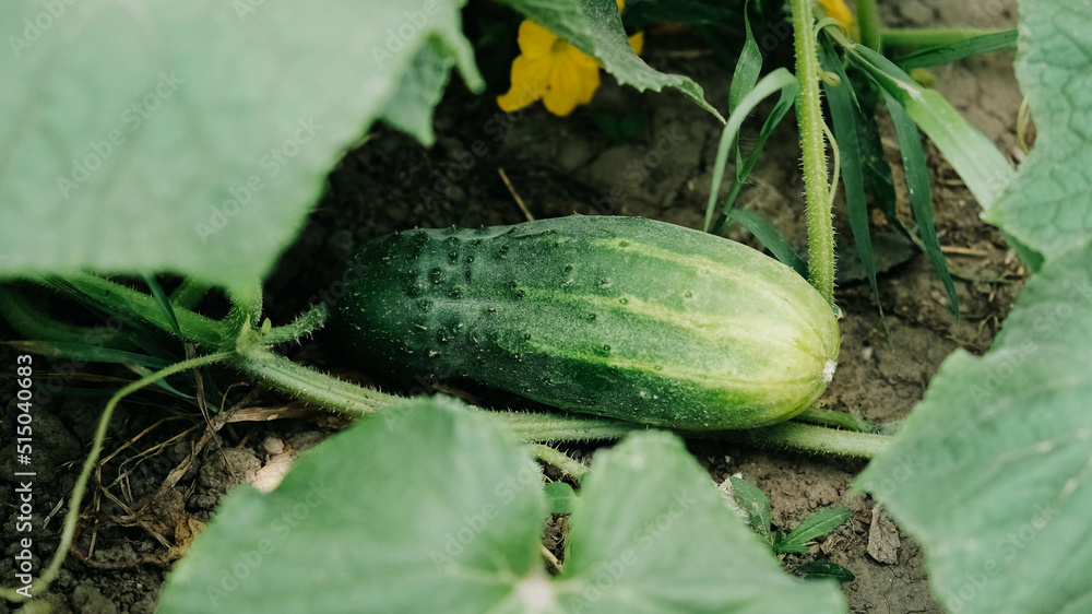 Obraz premium Fresh green cucumber growing on garden bed in farmer's garden