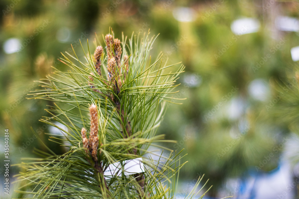 Garden center. Gardening, shop. Cedar
