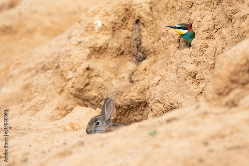 Small wild rabbit, oryctolagus cuniculus, living with a European bee-eater, Merops apiaster.