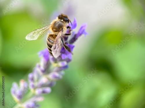 bee on a flower  © Krathin