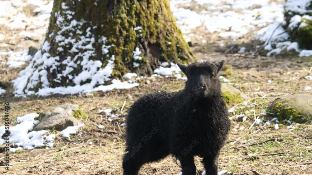 Portrait of Black Lamb Sheep Looking Around at Winter Portrait of Black Lamb Sheep Looking Around at Winter