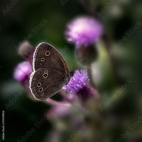 Closeup of Ringlet butterfly (Aphantopus hyperantus) on Thistle flower in a meadow
