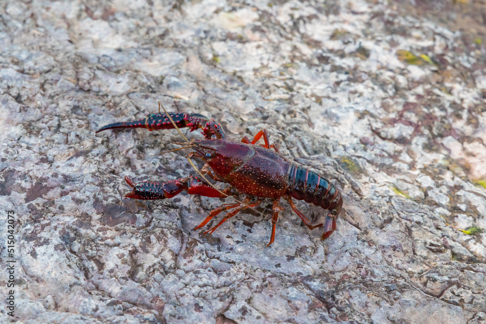 Ecrevisse de Louisiane (Procambarus Clarkii) au bord du Lac du Salagou Ecrevisse de Louisiane (Procambarus Clarkii) au bord du Lac du Salagou