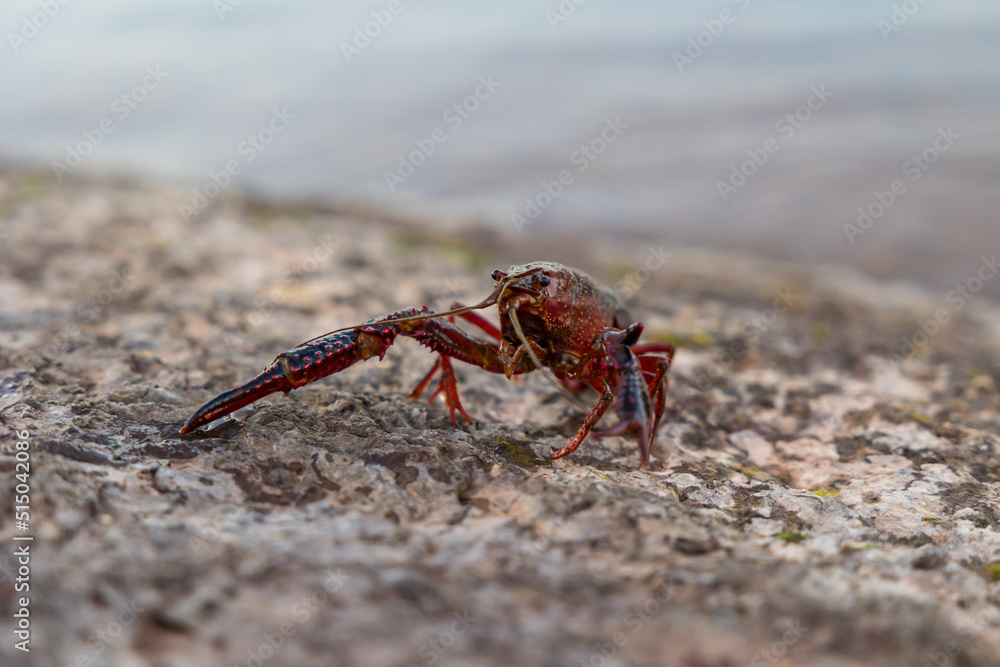 Ecrevisse de Louisiane (Procambarus Clarkii) au bord du Lac du Salagou