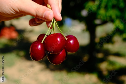 woman holding the cherries in her hand. natural and delicious fruits.
