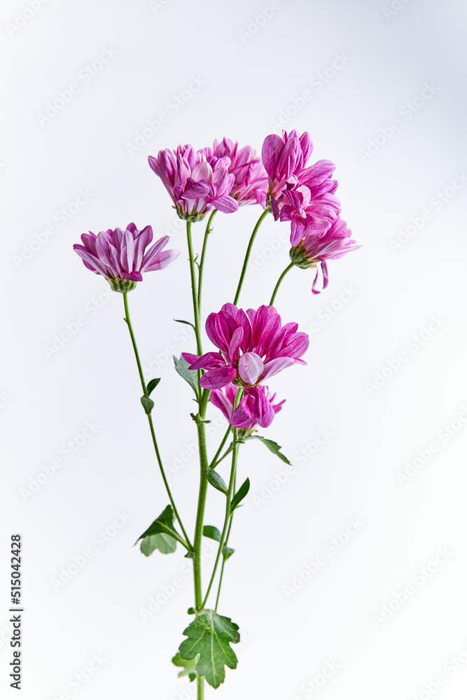 Obraz premium A beautiful dahlia flower isolated on white background