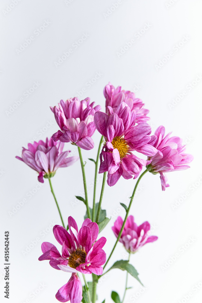 A beautiful dahlia flower isolated on white background