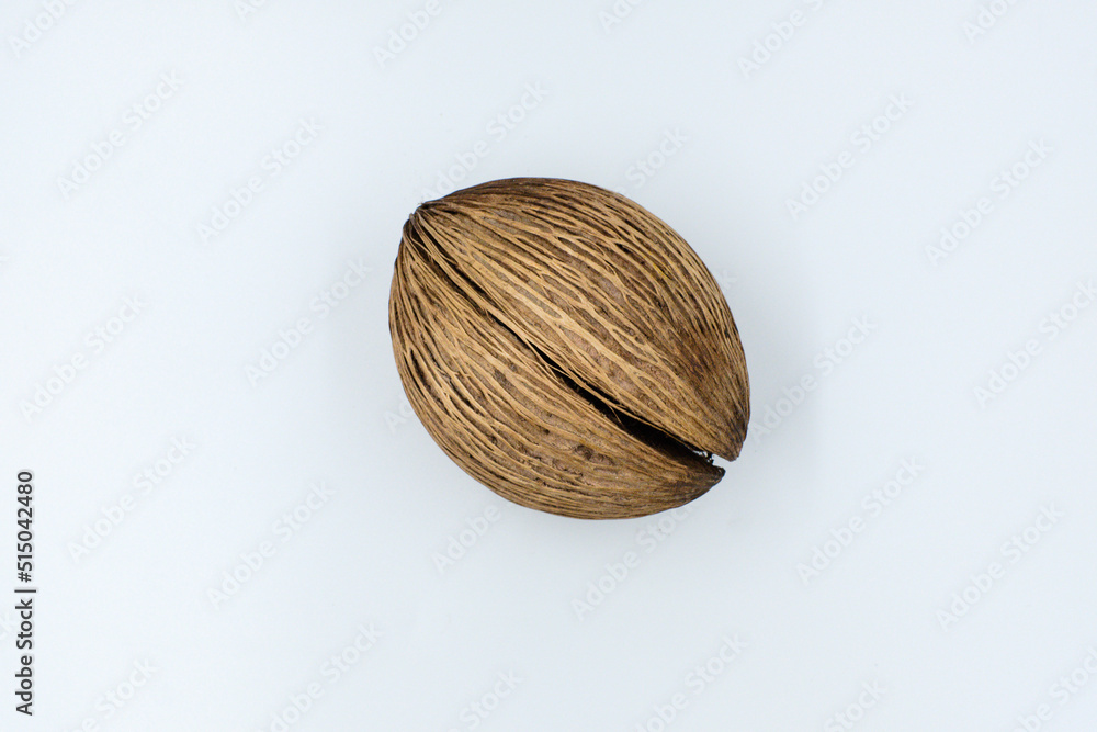 dry suicide tree seed on white background dry suicide tree seed on white background