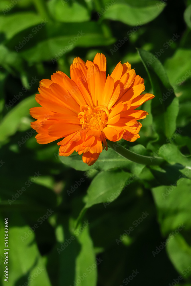 Calendula medicinal plant grows in a garden bed Calendula medicinal plant grows in a garden bed