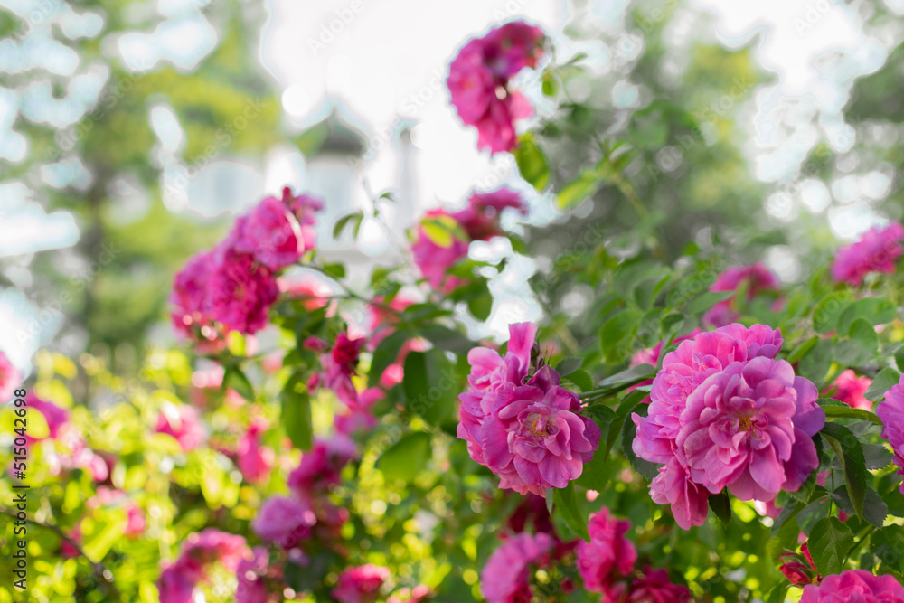 Bright large juicy scarlet roses in a summer sunny garden among green foliage Bright large juicy scarlet roses in a summer sunny garden among green foliage