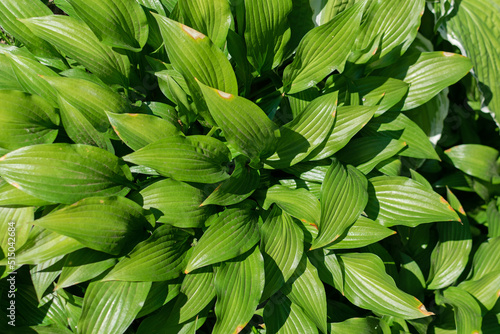 Bright green leaves of the hosta in the summer garden, landscaping