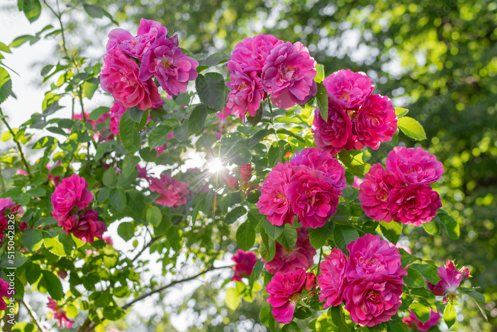 Bright scarlet roses in the summer garden with rays of sunlight through the green foliage Bright scarlet roses in the summer garden with rays of sunlight through the green foliage