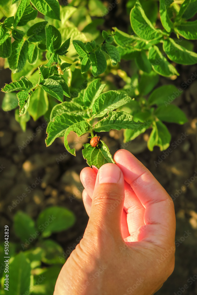 hand holding potato leaf with colorado beetle on it hand holding potato leaf with colorado beetle on it