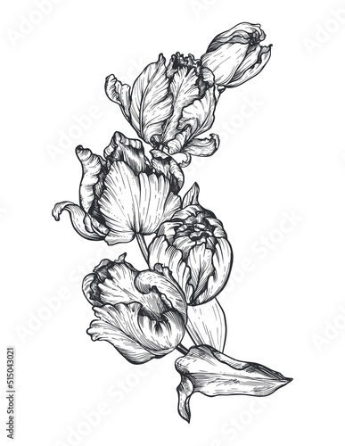 Beautiful hand drawn vector composition with tulip flowers