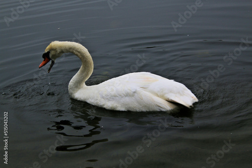 A close up of a Mute Swan in a London park