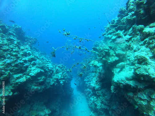 Fototapeta Naklejka Na Ścianę i Meble -  Coral reef and water plants in the Red Sea, Dahab, blue lagoon Sinai Egypt

