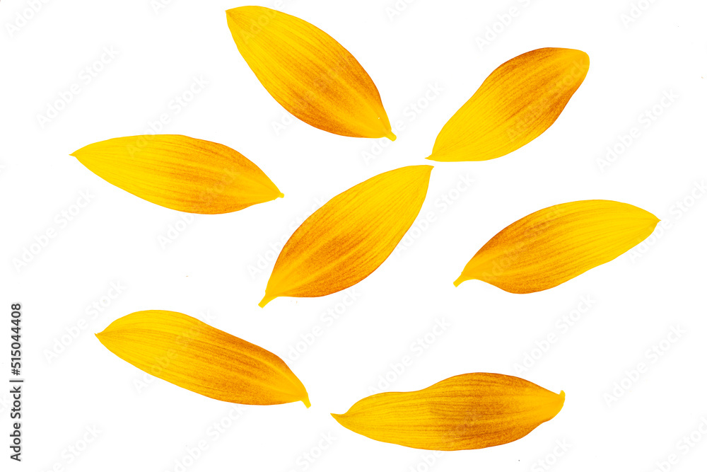 sunflower petals isolated