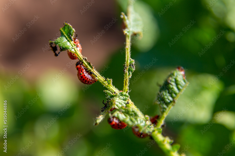 A beautiful super macro photo of a Colorado potato beetle larvae on a potato plant. Pest control, Food problems, ecology, gardening concept A beautiful super macro photo of a Colorado potato beetle larvae on a potato plant. Pest control, Food problems, ecology, gardening concept
