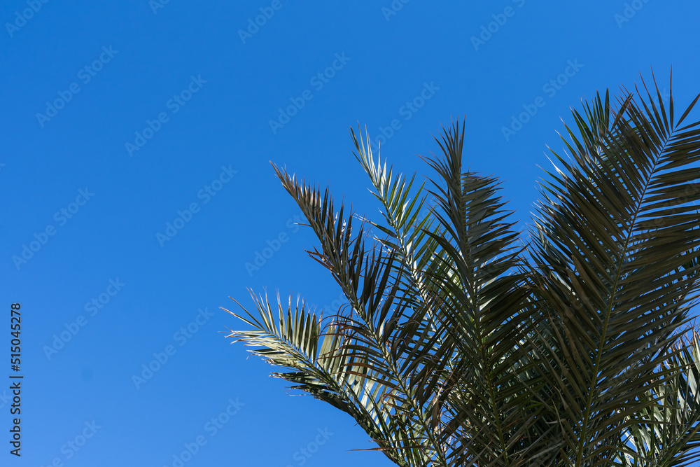 Palm trees against blue sky, Palm trees at tropical coast, coconut tree, summer tree Palm trees against blue sky, Palm trees at tropical coast, coconut tree, summer tree
