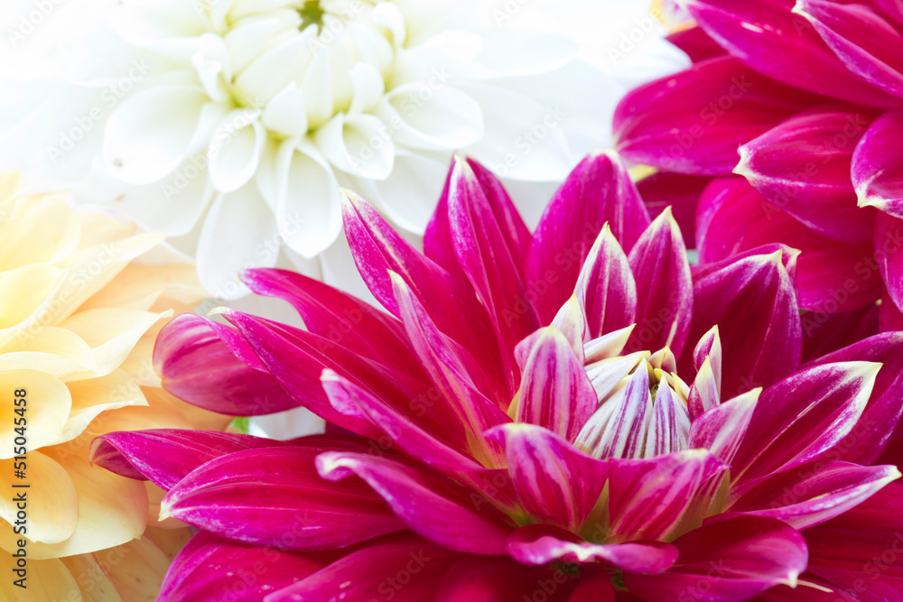 Fototapeta premium Red, white and yellow Dahlia flowers with focus on central red flower petals 
