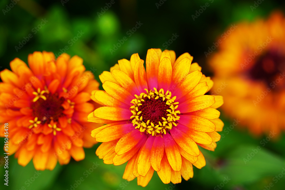 Multi Color Zinnia Flower in Garden Multi Color Zinnia Flower in Garden