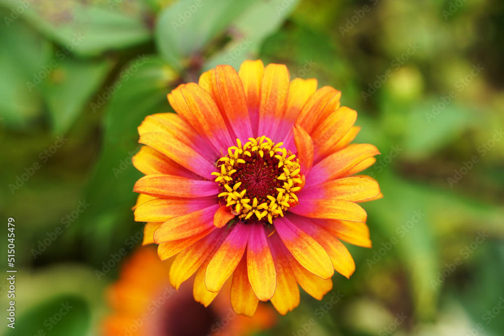 Multi Color Zinnia Flower in Garden Multi Color Zinnia Flower in Garden