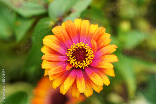 Multi Color Zinnia Flower in Garden 